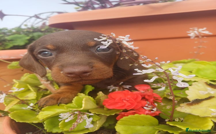 Teckel perros Hembra kaninchen  - Anuncio 3