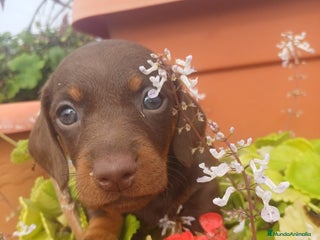 Teckel perros Hembra kaninchen - Anuncio 1