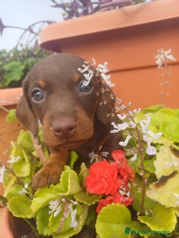 Teckel perros Hembra kaninchen - Anuncio 1