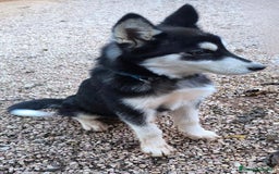 Husky Siberiano perros en venta: Hembrita de husky siberiana - Anuncio 3