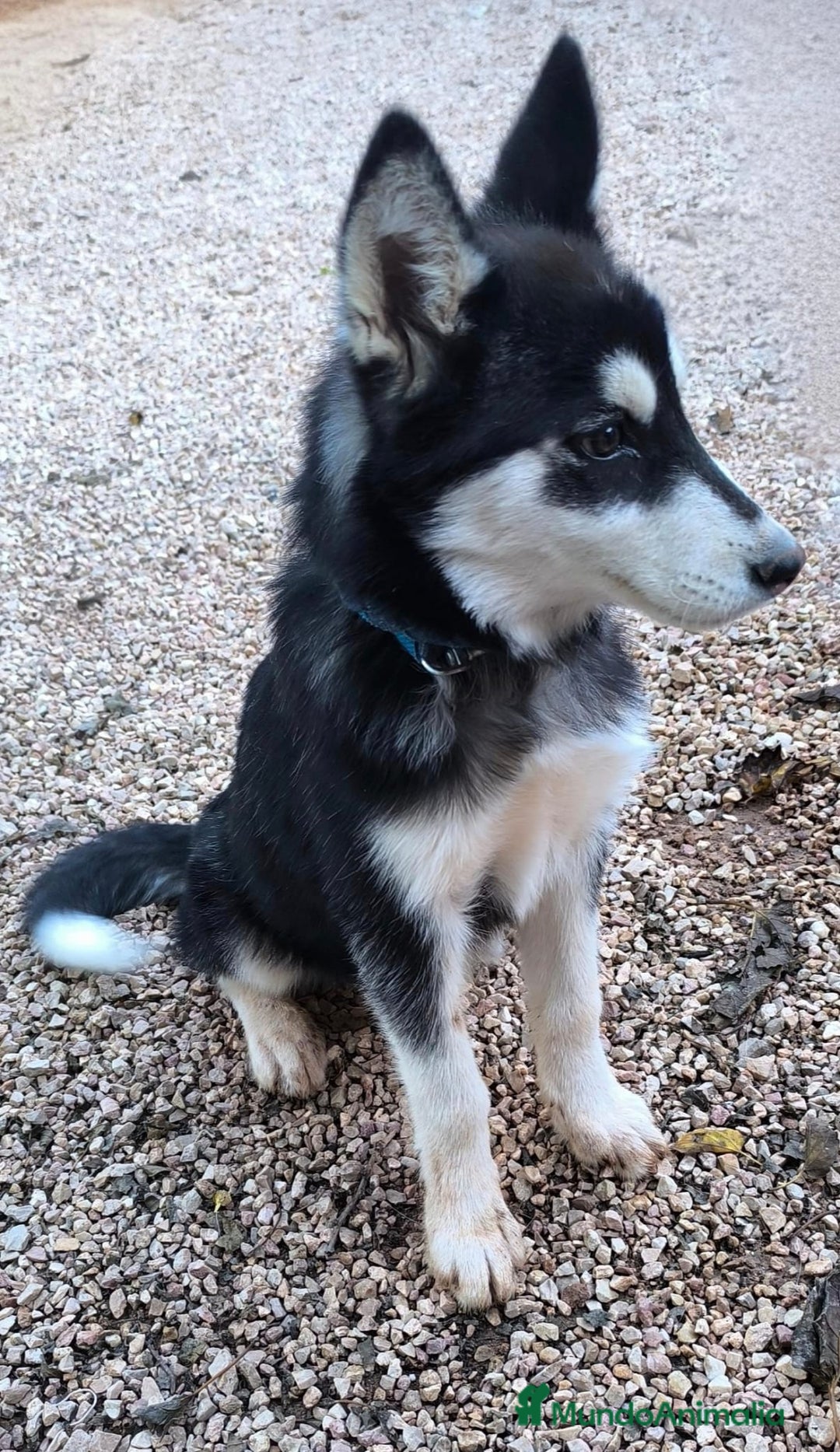 Husky Siberiano perros en venta: Hembrita de husky siberiana - Anuncio 3