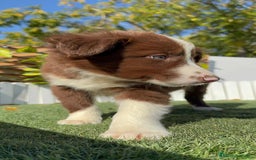 Border Collie perros en venta: BORDER COLLIE MACHO - Anuncio 23