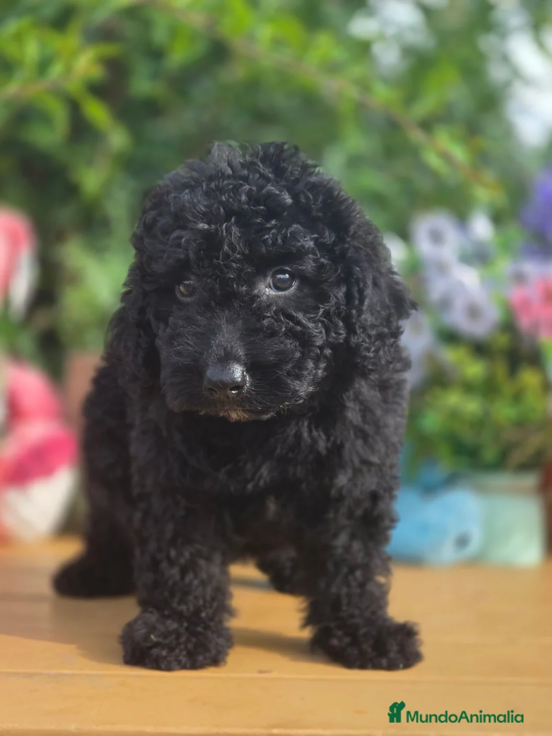 Perro de Agua Español perros en venta: Perro de aguas - Anuncio 1
