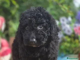 Perro de Agua Español perros Perro de aguas - Anuncio 1