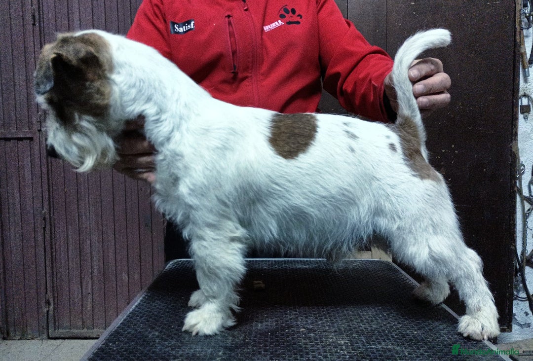 Jack Russell Terrier perros en venta: Camada de Jack Russell terrier - Imagen 4