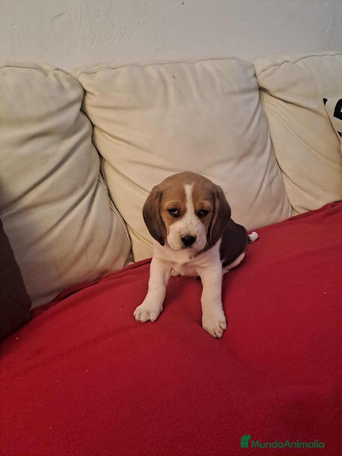 Beagle perros Beagle macho - Anuncio 1