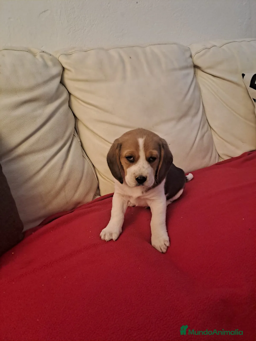 Beagle perros en venta: Beagle macho - Anuncio 1