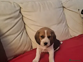 Beagle perros Beagle macho - Anuncio 1