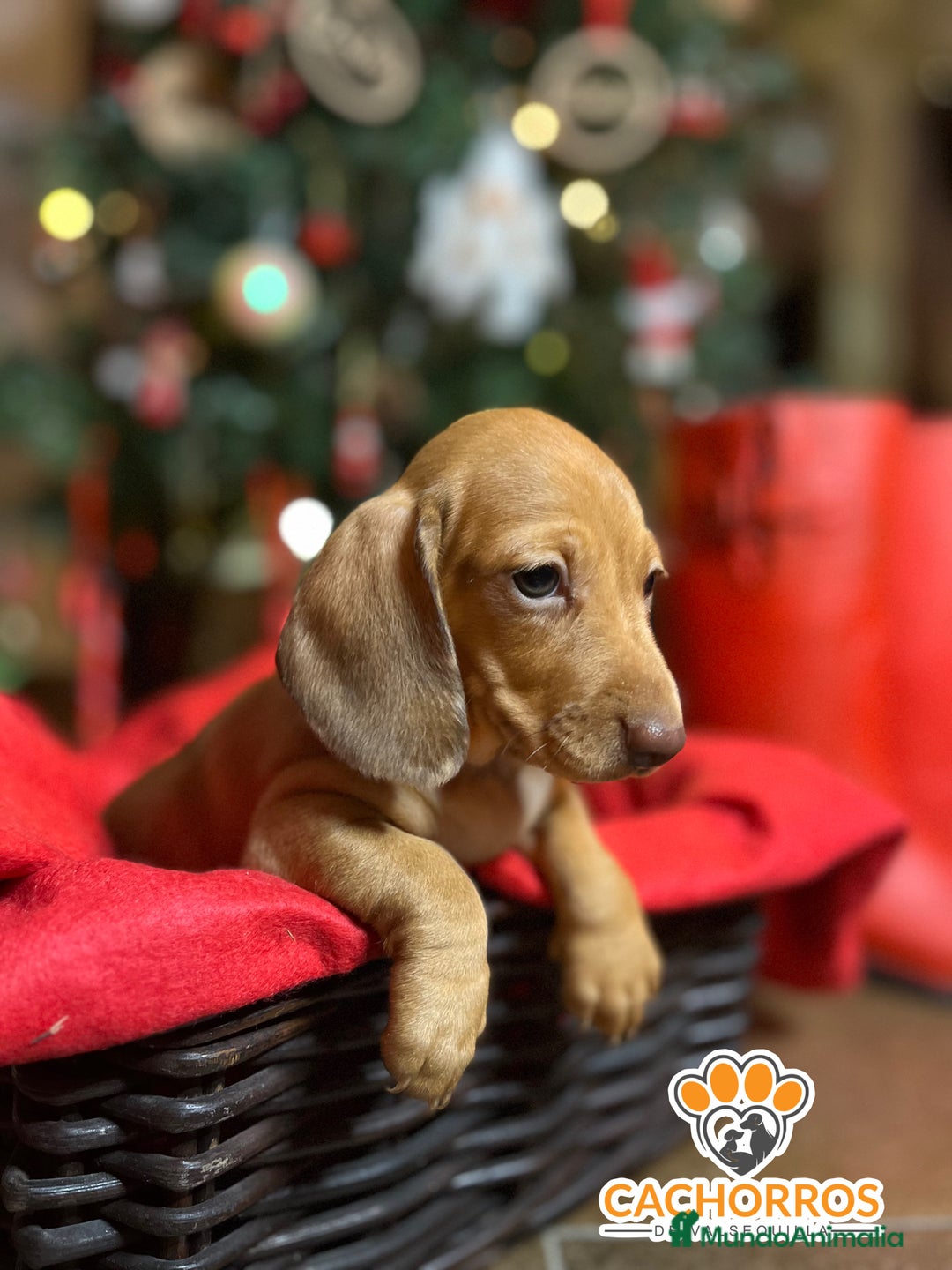 Teckel perros en venta: Teckel rojo - Anuncio 1