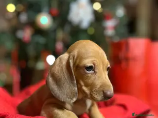 Teckel perros Teckel rojo - Anuncio 4