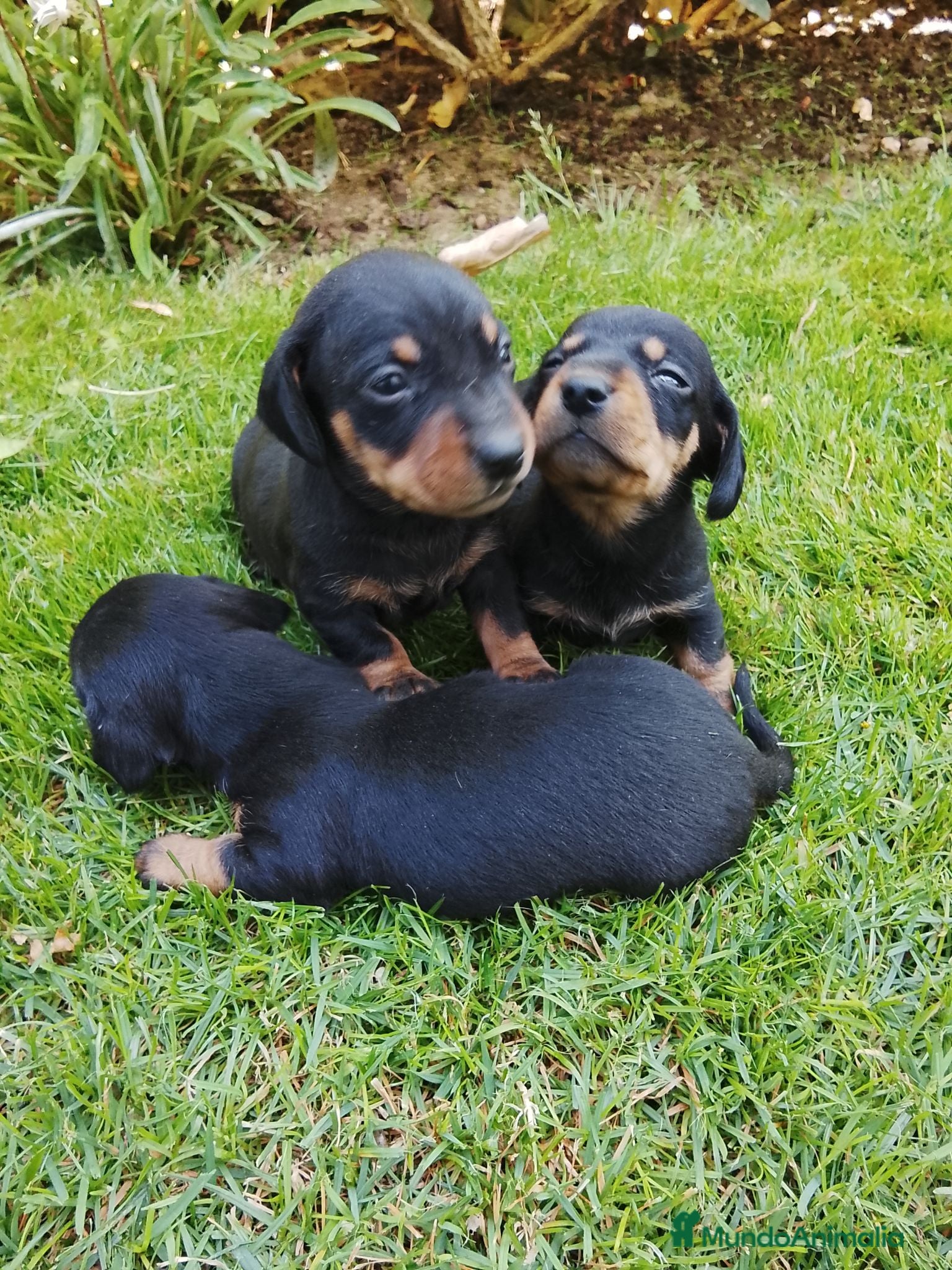 Teckel Miniatura perros Cachorros de teckel miniatura  - Anuncio 1