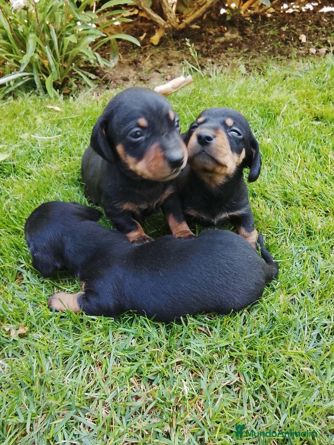 Teckel Miniatura perros en venta: Cachorros de teckel miniatura  - Anuncio 1