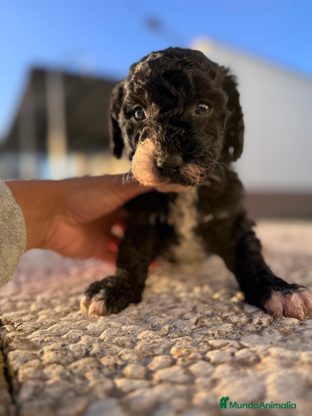 Perro de Agua Español perros en venta: PERRO DE AGUA HEMBRA RABONA - Anuncio 7