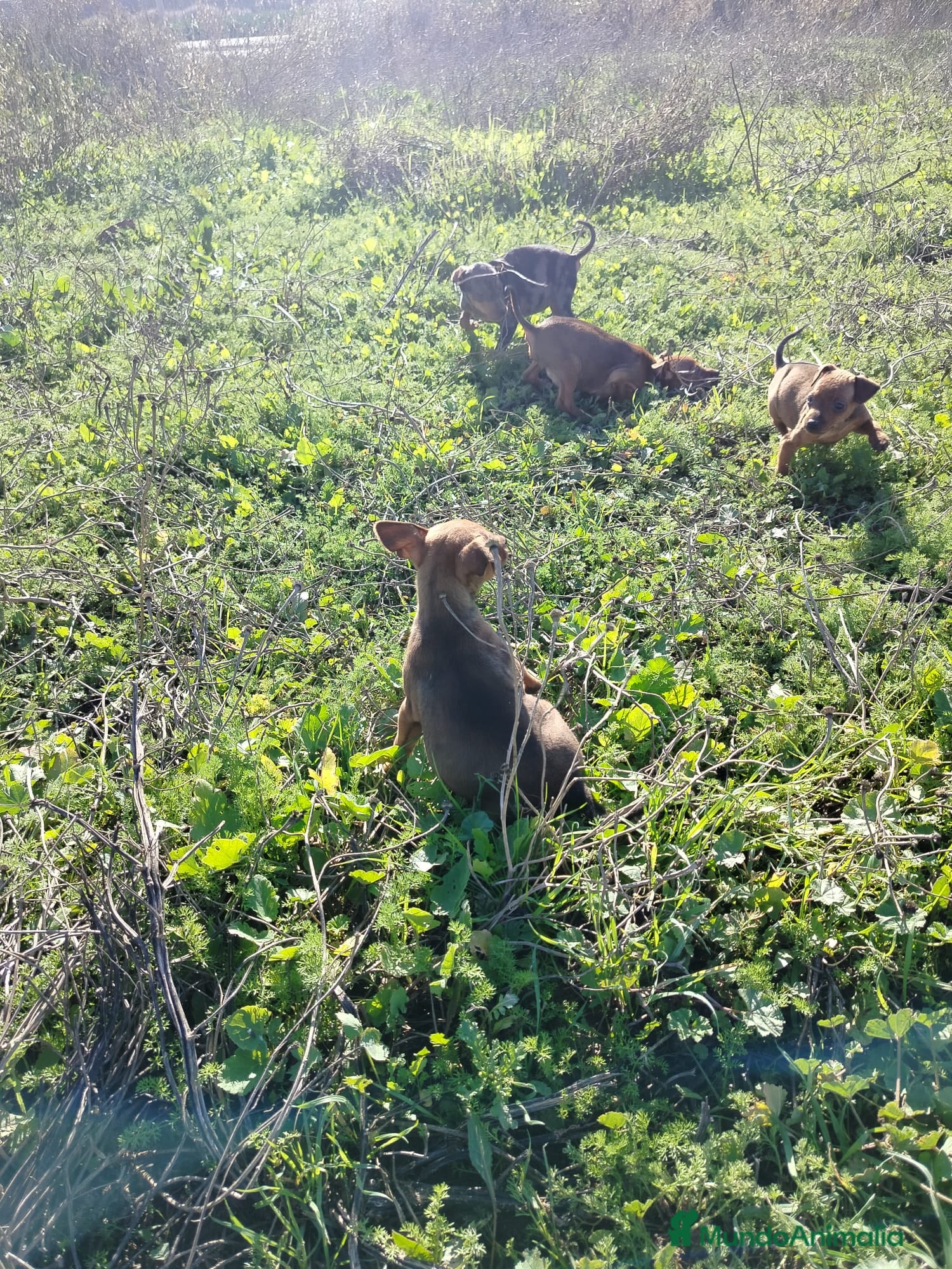 Pinscher Miniatura perros pINCHER MINIATURA EXCLUSIVOS  - Anuncio 4