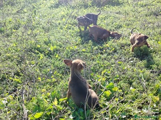 Pinscher Miniatura perros pINCHER MINIATURA EXCLUSIVOS - Anuncio 4