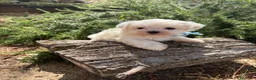 Bichón Maltés perros en venta: Bichon Maltés  - Anuncio 6