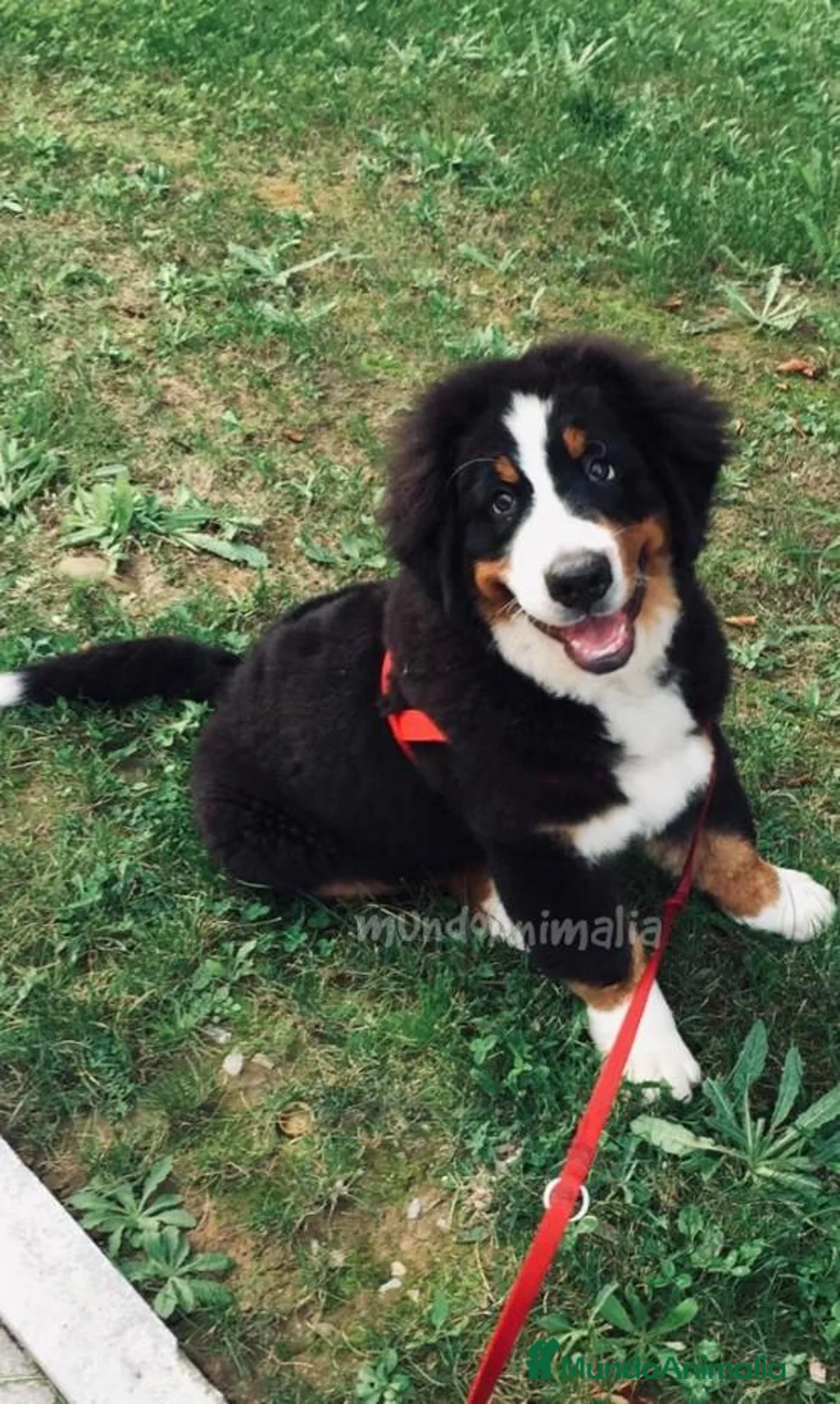 Imagen de galería {{count}}