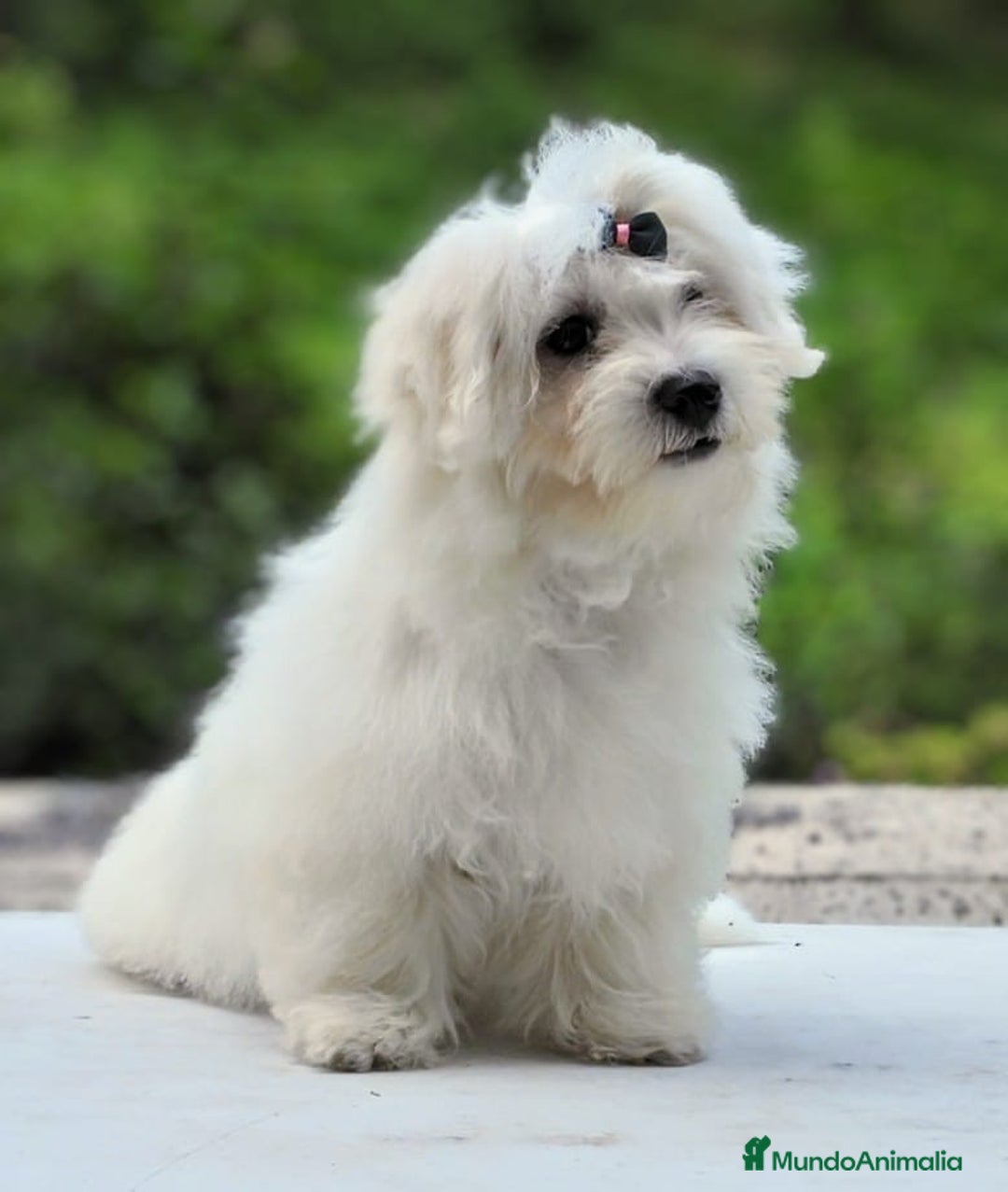 Bichón Maltés perros en venta: Camada de bichón maltés - Imagen 29