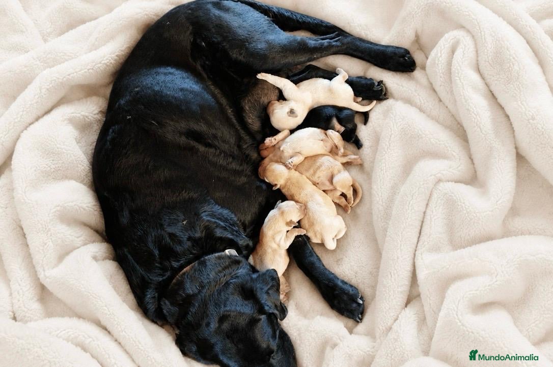 Labrador Retriever perros LABRADOR RETRIEVER - Anuncio 1