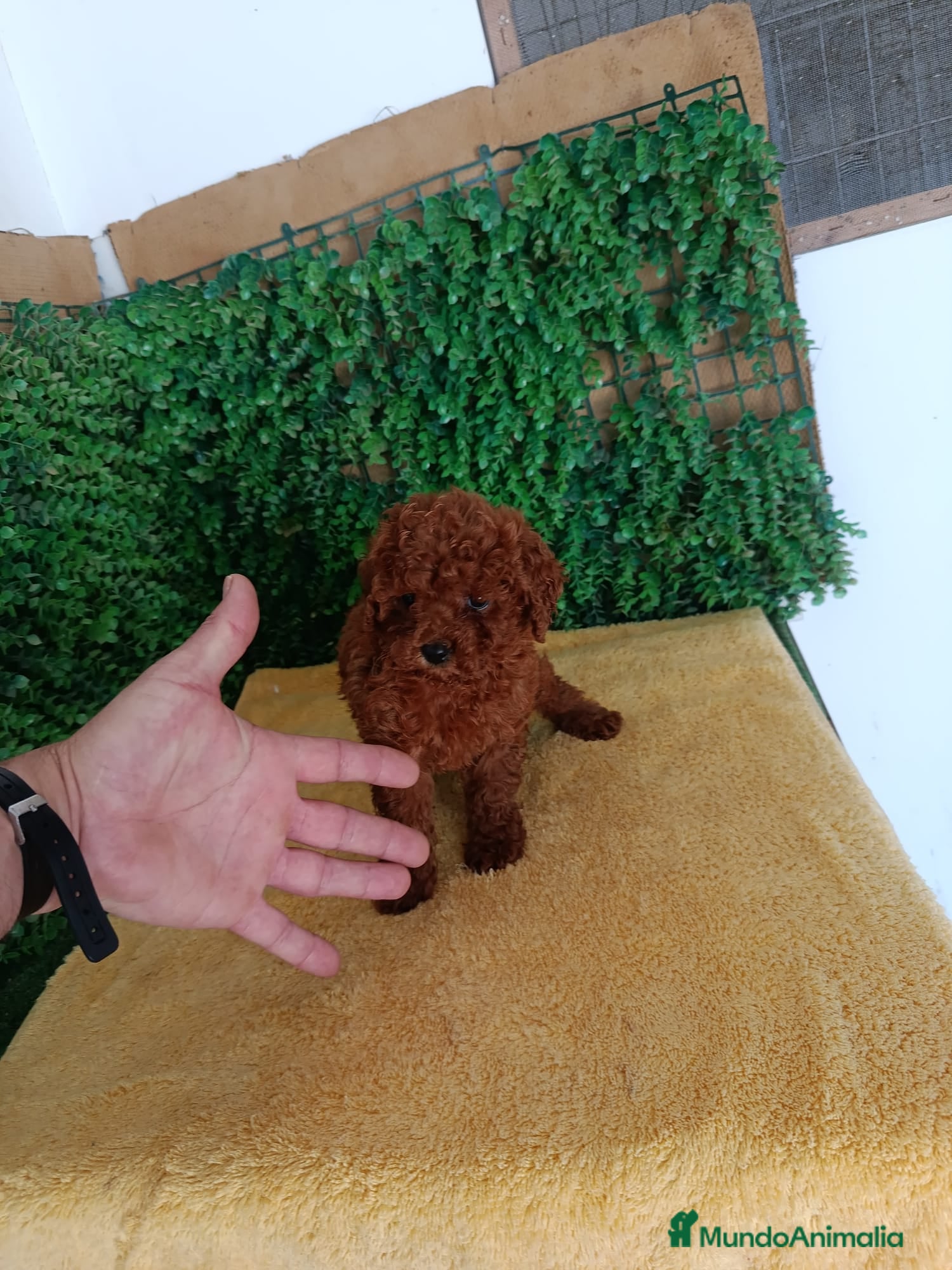 Caniche Toy Cachorro 9