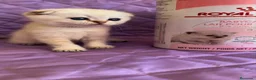 Británico de Pelo Corto gatos en venta: Gatitos británicos  - Anuncio 4