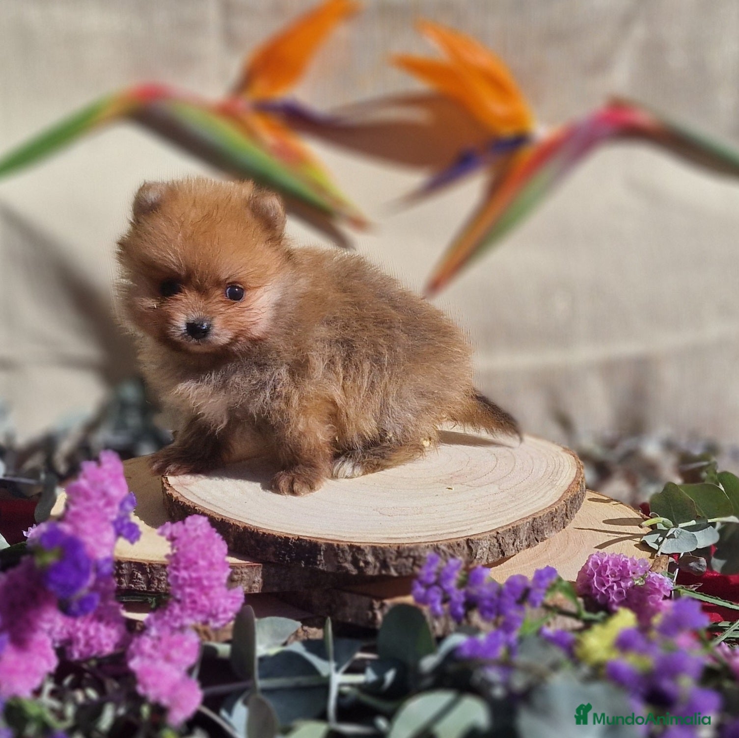 Pomerania perros Pomerania 50% linea Rusa - Anuncio 27