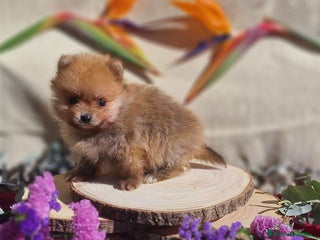 Pomerania perros Pomerania 50% linea Rusa - Anuncio 21