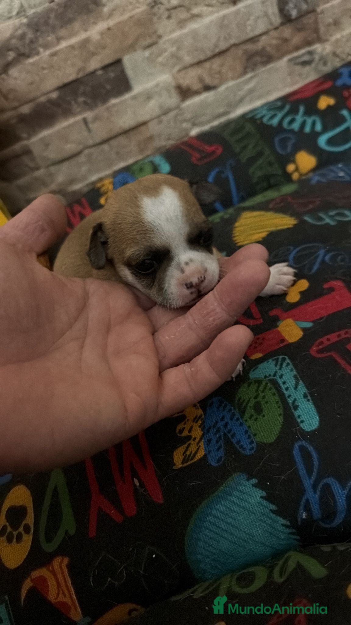 Chihuahua perros Chihuahua toy  - Anuncio 1