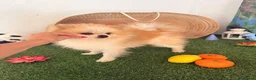 Pomerania perros en venta: Pomeranias adultos - Anuncio 3