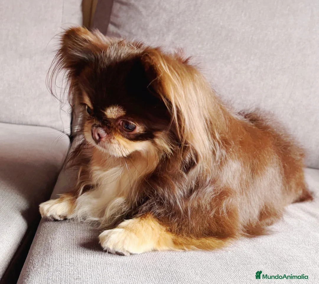 Chihuahua perros en venta: Chihuhua - Anuncio 3