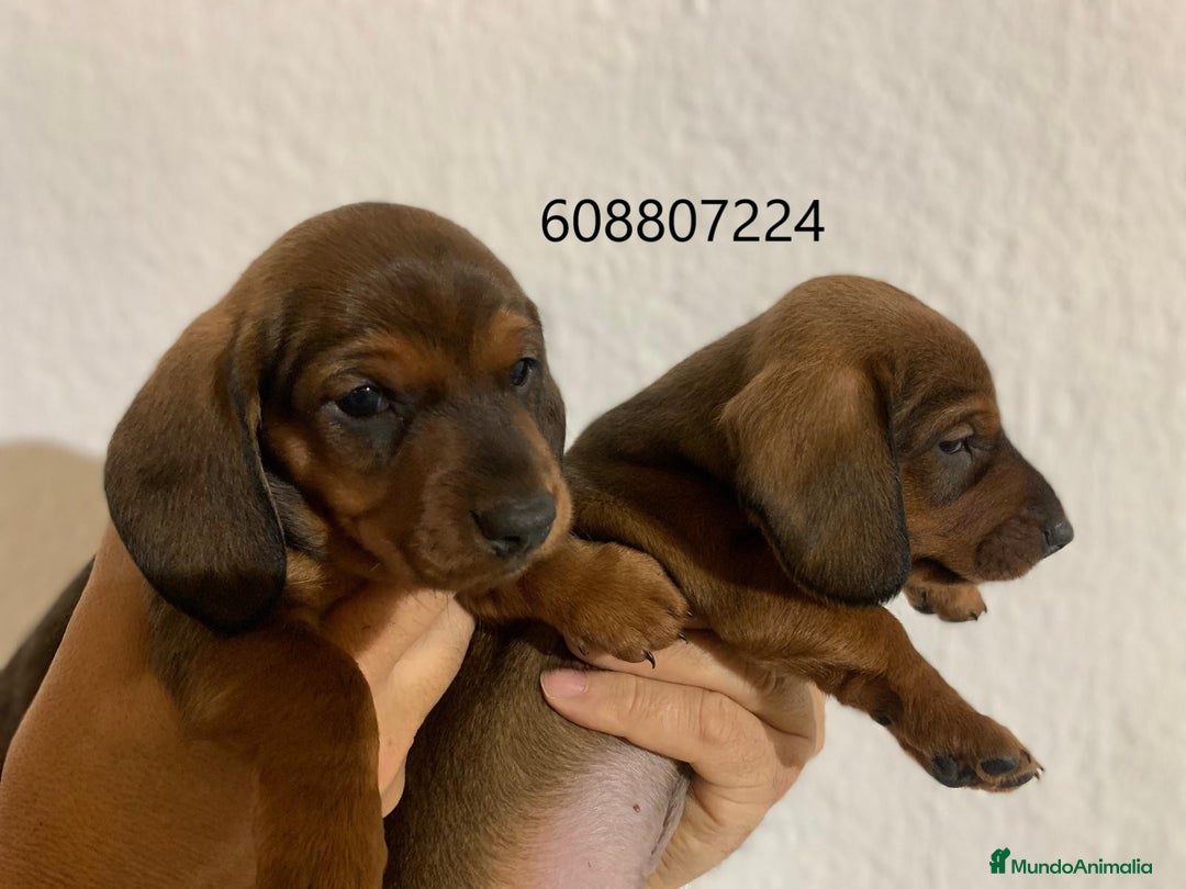 Teckel perros en venta: Teckel cachorros pelo corto - Imagen 4