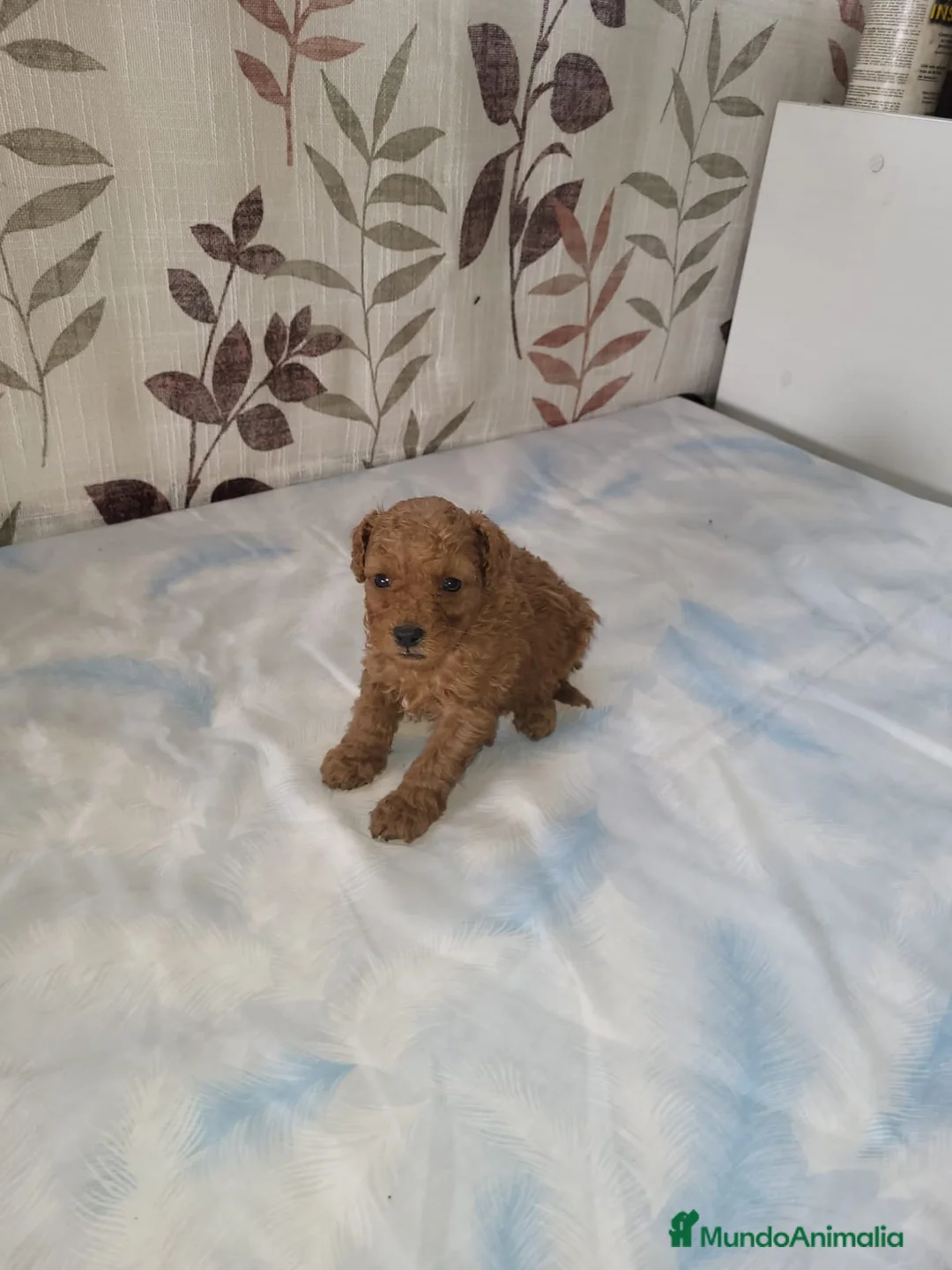 Caniche Enano perros en venta: Caniches preciosos en Barcelona - Anuncio 4