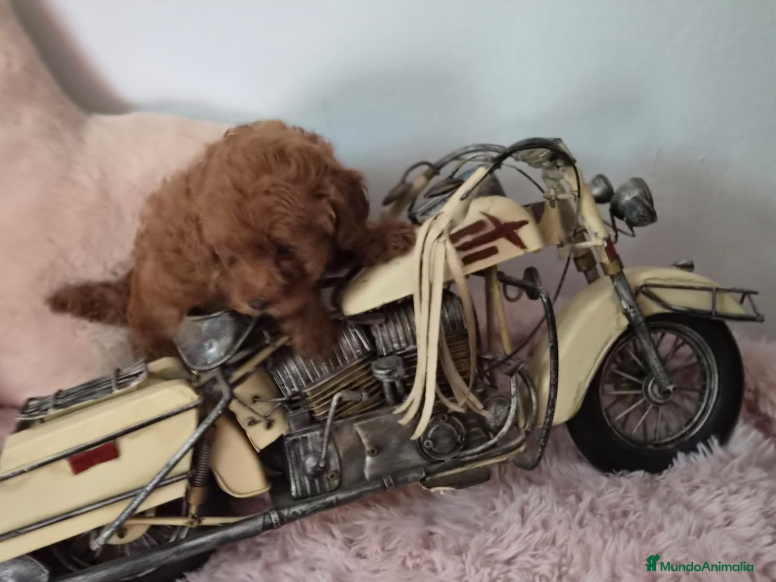 Caniche Toy perros Caniche toy - Anuncio 32