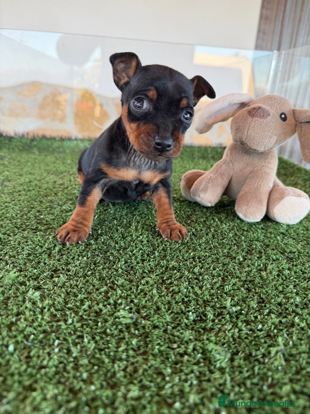 Pinscher Miniatura perros en venta: Mini Pincher hembra  - Anuncio 1