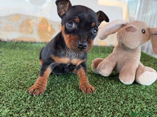 Pinscher Miniatura perros Mini Pincher hembra - Anuncio 1