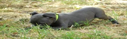 Staffordshire Bull Terrier perros en venta: Staffordshire bull terrier - Anuncio 14
