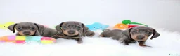 Teckel Miniatura perros en venta: Teckels Miniatura#Calidad, seriedad y seguimiento - Anuncio 33