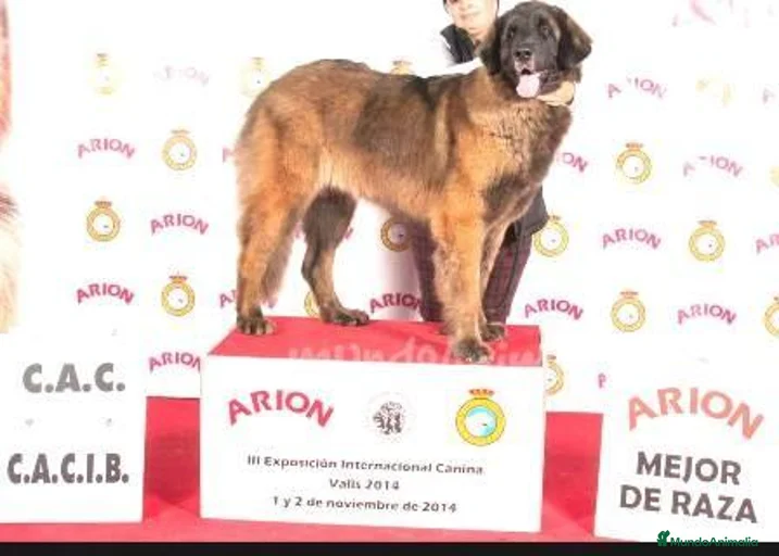 Imagen de galería {{count}}