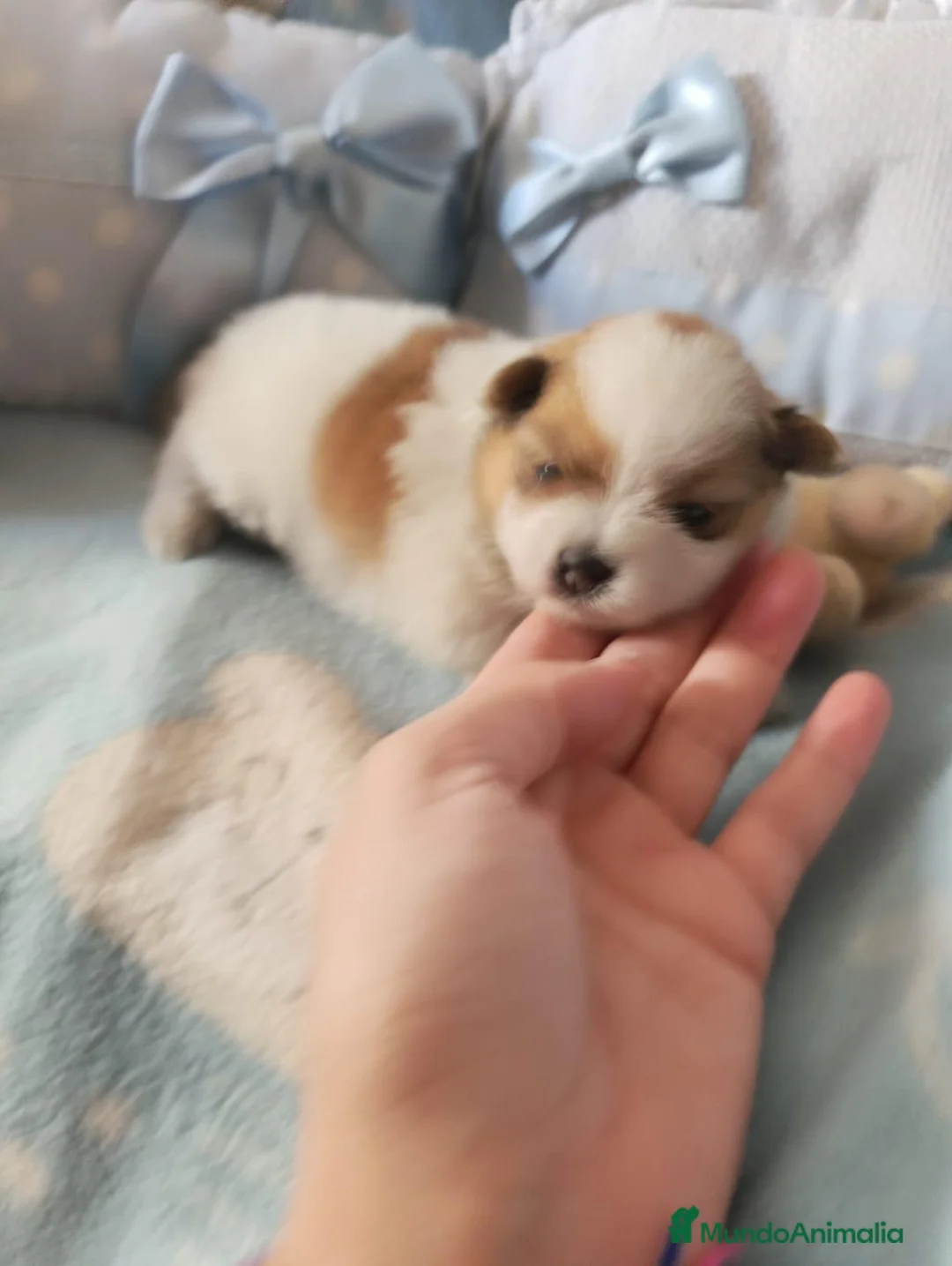 Pomerania perros en venta: Pomerania ositas hembras  - Anuncio 6
