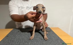 Pequeño Lebrel Italiano perros en venta: Piccolo  - Imagen 1
