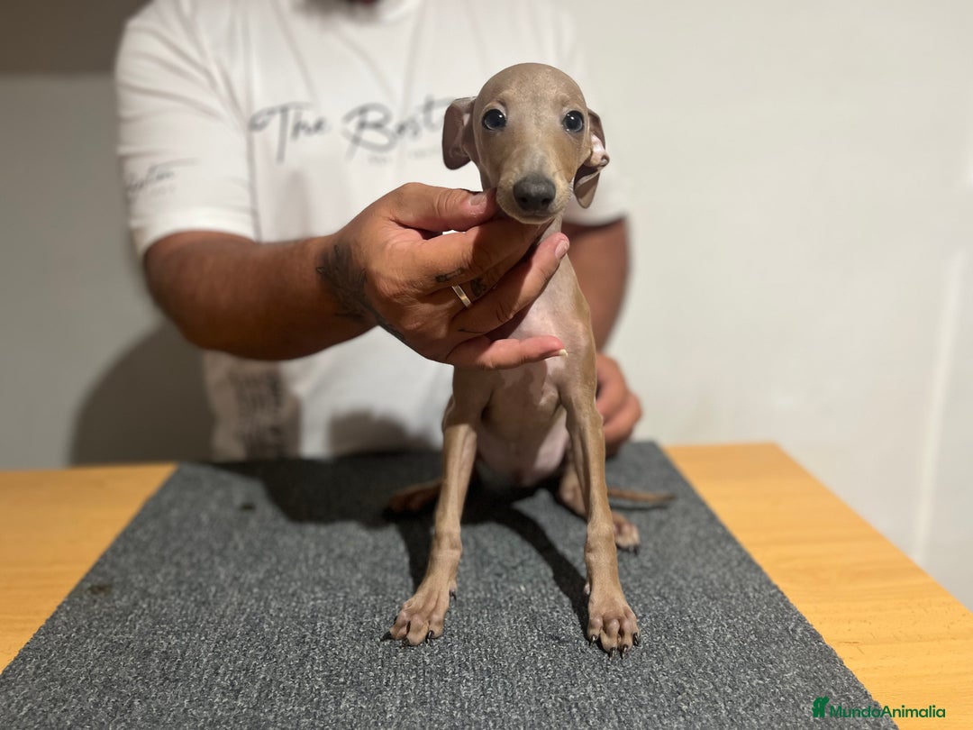 Pequeño Lebrel Italiano perros en venta: Piccolo  - Imagen 1