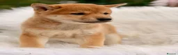 Shiba Inu perros en venta: Shiba Inu  - Anuncio 3
