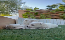 Bichón Maltés perros en venta: BICHÓN MALTÉS  - Imagen 5
