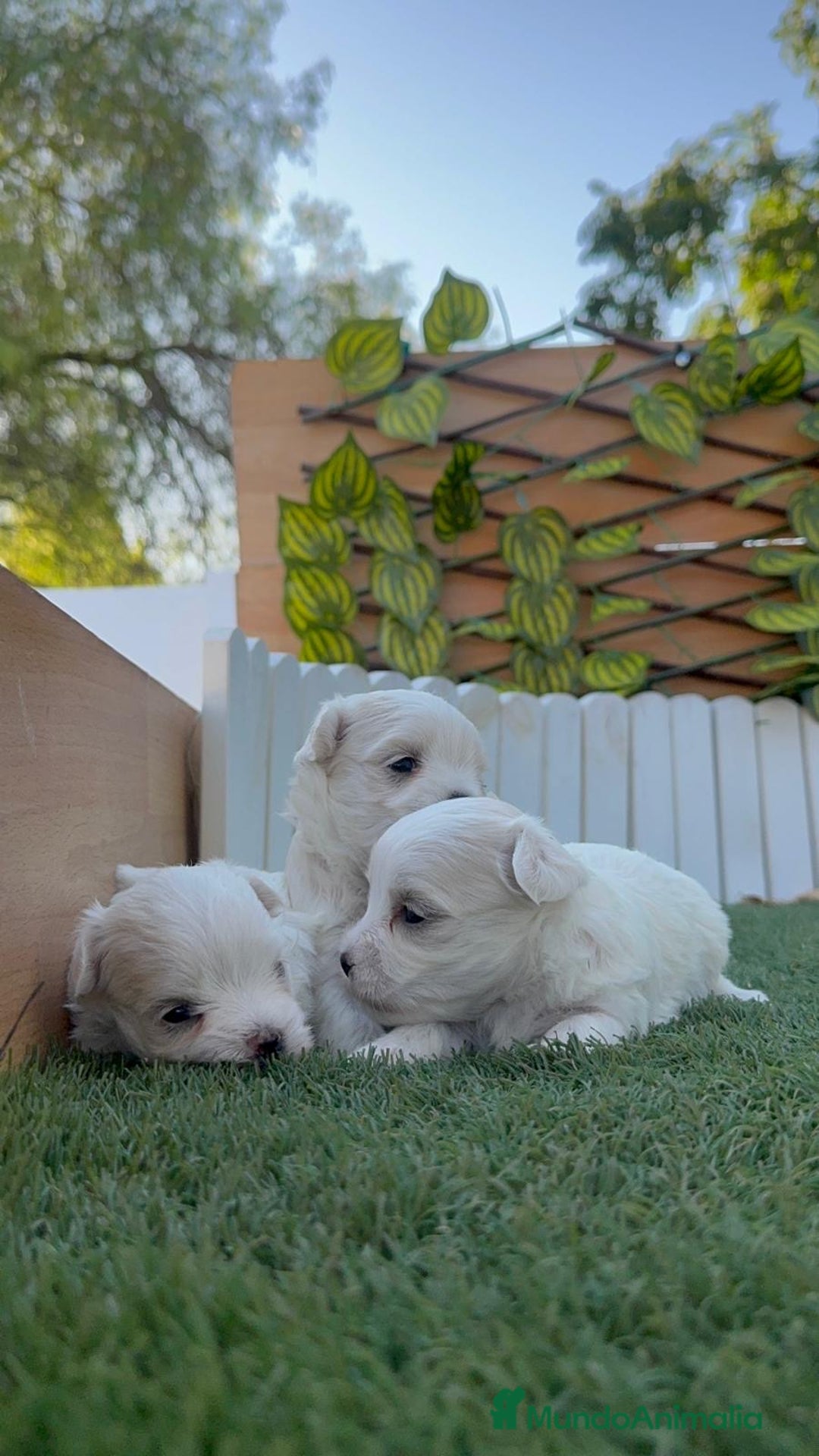 Bichón Maltés perros en venta: BICHÓN MALTÉS  - Imagen 5