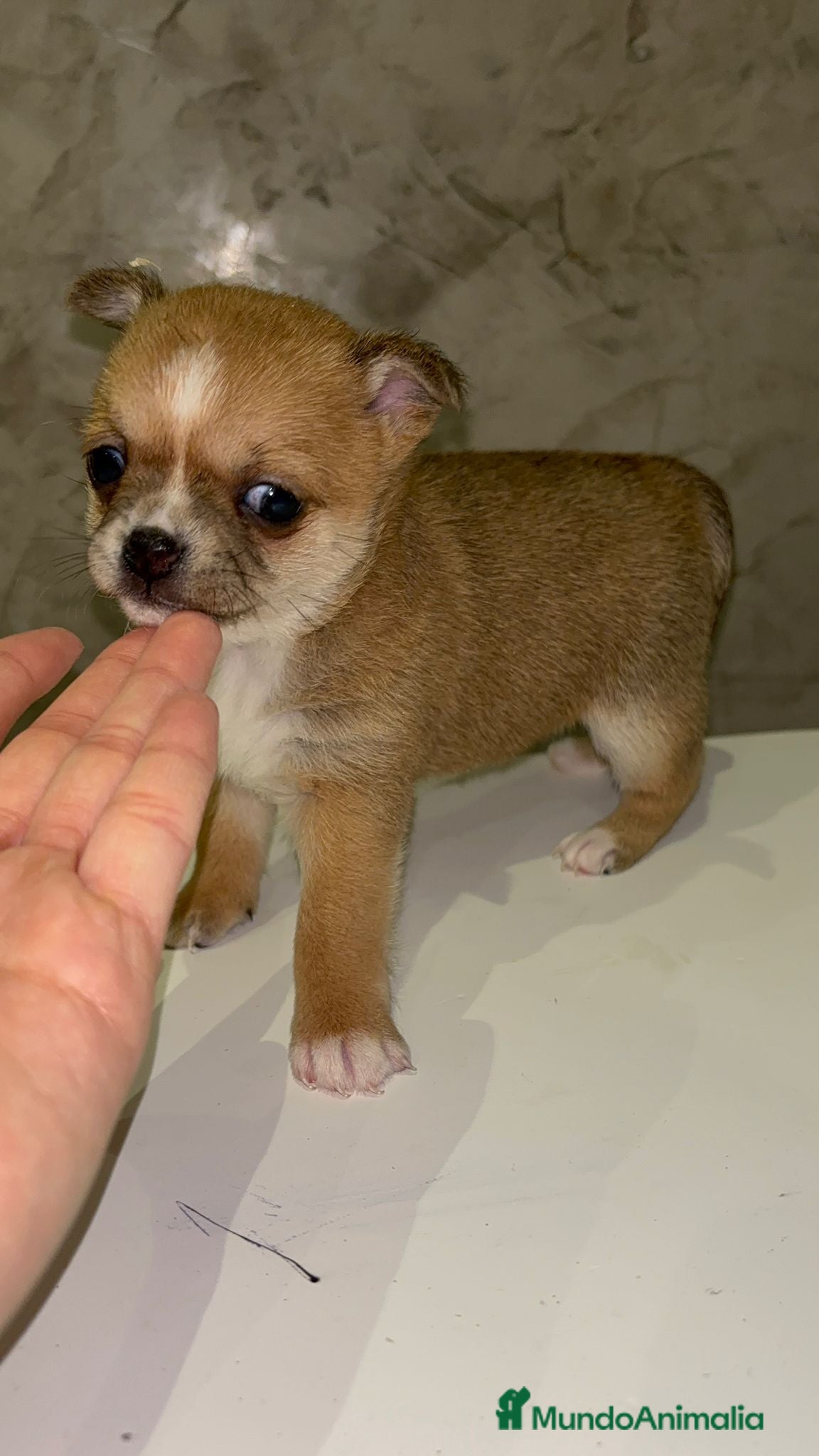Chihuahua perros Chihuahua toy hembra - Anuncio 2