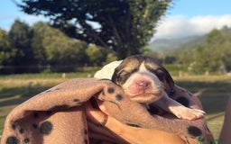 Saluki perros en venta: Camada de Salukis  - Imagen 6