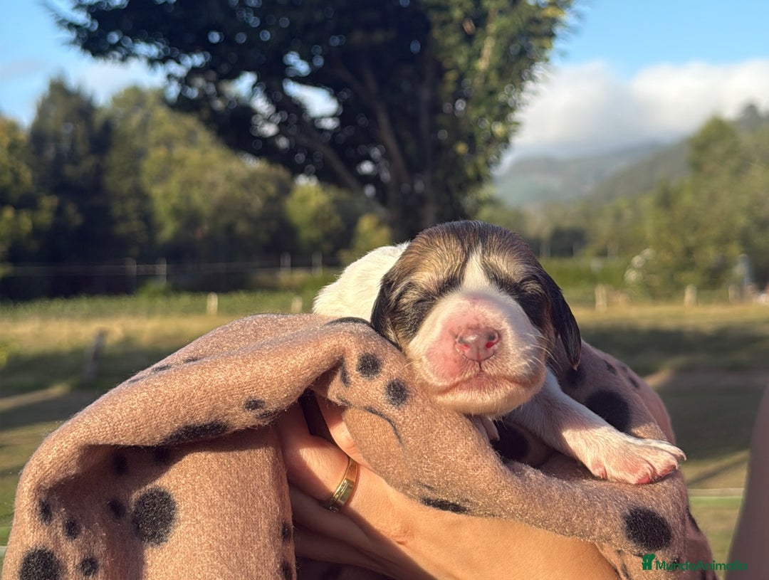 Saluki perros en venta: Camada de Salukis  - Imagen 6