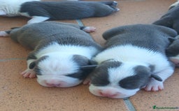 American Staffordshire-Terrier perros en venta: ✨Camada exclusiva Amstaff Blue–Pedigree y calidad✨ - Imagen 5