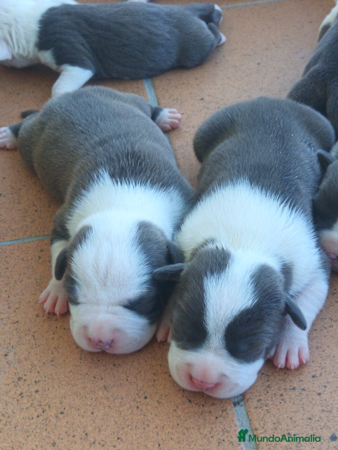 American Staffordshire-Terrier perros en venta: ✨Camada exclusiva Amstaff Blue–Pedigree y calidad✨ - Imagen 5