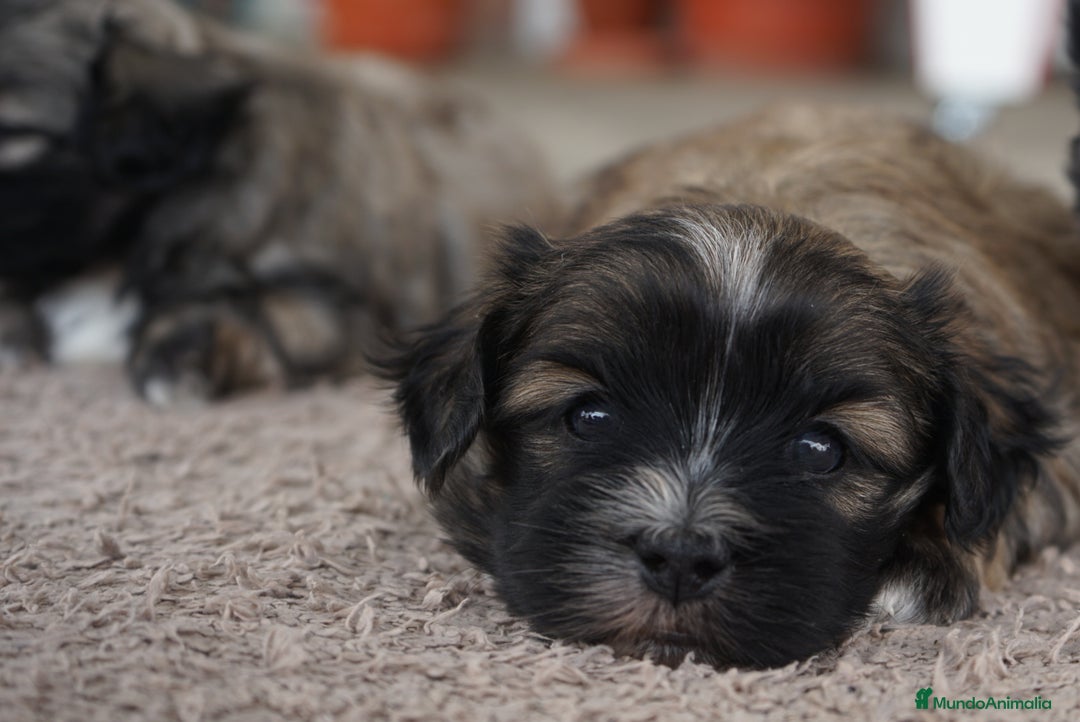 Maltipoo perros en venta: 🐾 Maxi y Boom – Maltipoo marrones con encanto ☕ - Imagen 13